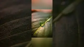 macro photography idea at home #shorts #youtubeshorts #shortsfeed #mobilephotography #macro