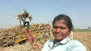 पट्टा पडाय जवळ आला की आमच आस आल होतय कमरा हेवड्या गवतात पहाट ऊस तोडाव लागतोय 