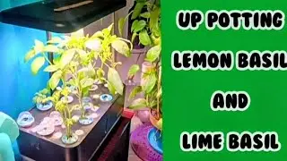 Up Potting Herbs from the Hydroponic Growing System | Lime and Lemon Basil