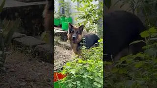 Ragnar attrocities in my garden