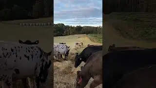 Silly Cow Makes Happy and Curious Friends on the Humane Farm!
