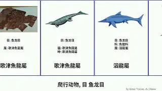 爬行动物, 目 鱼龙目 reptilia 歌津魚龍屬 小鰭魚龍 真鼻龍屬 洞脊龙属 巢湖龍屬 劍魚魚龍屬 Hulu 杯椎魚龍 薩斯特魚龍屬 魚龍科 Chris 肘翼魚龍屬 大眼魚龍科 狹翼魚龍屬