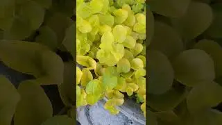 Creeping jenny.. Ground cover, Container Spiller.. Perennial 🌱