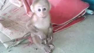 UN DROLE DE PETIT SINGE