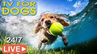 🔴[LIVE] Dog Music 🐶Relaxing Dog Sleep Music 💖 Dog Calming Music 🎵 Separation Anxiety Relief for Dogs