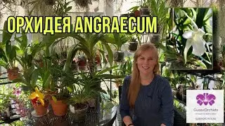Орхидея Angraecum