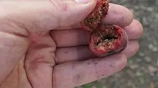 Мы нашли их! Осы в инжире! 