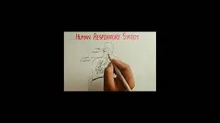 Human Respiratory system Diagram  | Class 10 Biology | 5 Marks Question