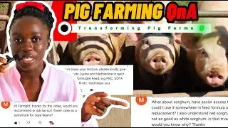 Farm Girl QnA 002: Are 2 Different Lactation feeds necessary?| Sorghum replacing Maize etc.