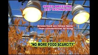 Speed breeding LED technique grows food six times faster than conventional farming