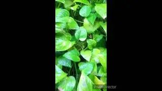 #moneyplant#lushgreen#shiny#leaves