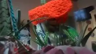( RECYCLE MASSETS WITH SAMPU BOTTLES)Macetitas con botellas d sampoo RECICLA