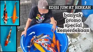 🔴mewahhh⁉️review ikan koi antikan dan penjinak kolam⁉️harga bersahabat bolooo‼️‼️