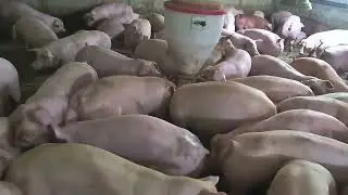  Go to market pig in sell#viral #fypシ 