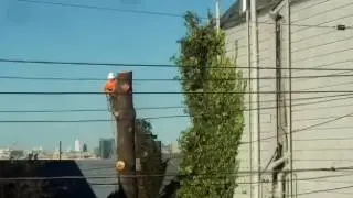 Urban tree cutting