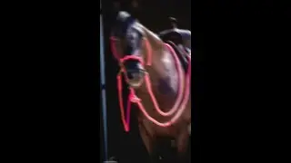 The MG Halter: A Must-Have For Horse Owners | The Horse Guru-Michael Gascon