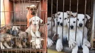 Dog meat ban in Korea; Farmers concerned about whether they can sell dogs
