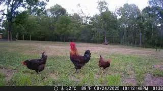 French Black Copper Maran Rooster