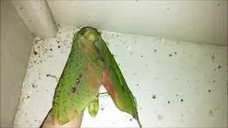 Blackburn's Ghost Moth