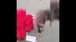 DOG NEEDS HER DAILY ROUTINE #petslover #dog #animals
