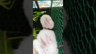 Rabbits in cages#cutebunny #hollandlop #bunniesofig #rabbitlover #instabunny #rabbit #rabbits