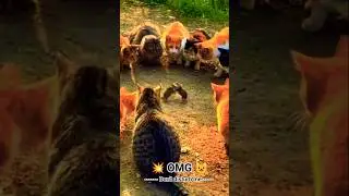 The ultimate showdown in the animal kingdom #viral #cat #shorts #video