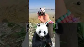 Kids Learn | Animal Names at the Lagoon: Panda Elephant Axolotl Zebra Meerkat