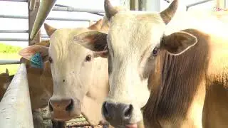 #videostock #footage || Ladang Lembu | Cow Farming | Cattle Farming
