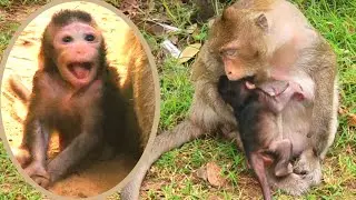 Strang moment! Cute newborn baby monkey reject milk by old mother