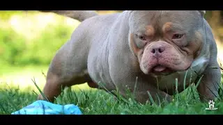 TriFurcas - RedBully - AMERICAN BULLY