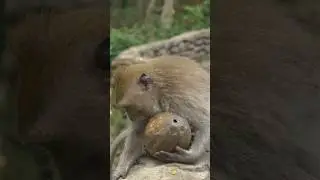 🐒 How Monkeys Mimic Human and Animal Behaviors! 🗣️
