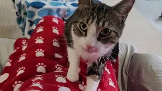 Meet Murphy a Domestic Shorthair currently available for adoption! 2/6/2026 9:08:06 AM