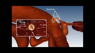 3D Bovine Anatomy Reproductive cattle system