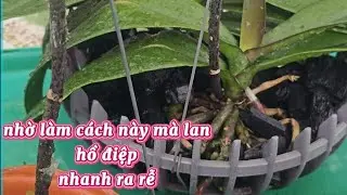 Tôi đã làm nó nhanh ra rễ mà không cần phải tưới phân bón quá nhiều 