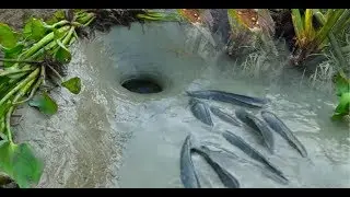 Primitive technology How to Find Fish Fishing Using a bucket of water