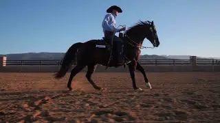 What Do I feed my Horse? - Platinum Performance Equine!
