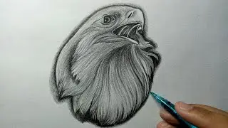 How to Draw Eagle easy and step by step or shading for beginners