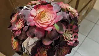 SEN Đ&Aacute; MỚI ĐẸP LẠ  📲 408 834 5979  Succulent   for sale 01.06.2026 .New 