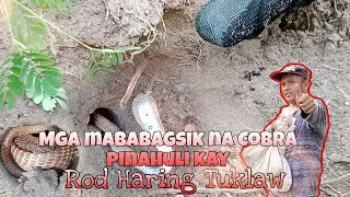 MGA MABABAGSIK NA COBRA PINAHULI KAY ROD HARING TUKLAW #cobra #PrincessTuklaw #SNIPERTUKLAW