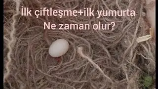 BENGAL İSPİNOZUNDA İLK ÇİFTLEŞMEDEN SONRA İLK YUMURTA NE ZAMAN GELİR?
