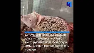 В Московском зоопарке из спячки вышли мадагаскарские тенреки
