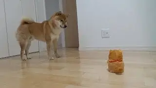 柴犬vs次世代型柴犬