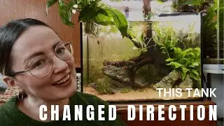 My 90l Tank - Full Setup, Fish Choices & how it Changed Direction