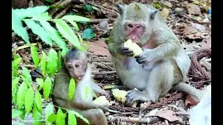 A Sweat Pea and Popeye How to crying baby Angkor daily 1562