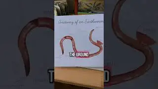 🪱Earthworm Unit Study🪱 #homeschoolcurriculum