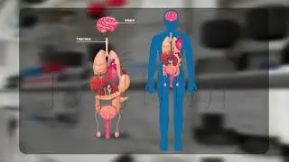 Individual Level | Class 11 | Biology | Chapter 1 | EdTutor