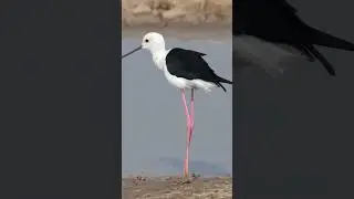 Wild Ass Sanctuary Bajana | India&rsquo;s Unique Wildlife | Little Rann of Kutch