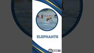 3 Abnormally Strong Animals That Actually Exist #shorts