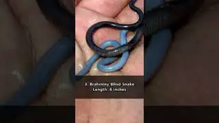 Top 5 Smallest Snakes in the World: A Fascinating Look at Nature&rsquo;s Tiny Wonders #shorts #snake