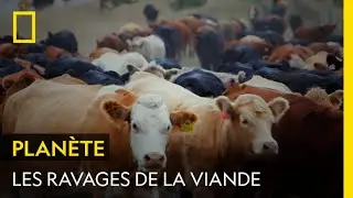 La viande de boeuf, première cause de la déforestation